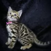 ベンガル【千葉県・女の子・2023年10月28日・ブラウンスポテッドタビー】の写真1「12/15」