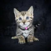 ベンガル【千葉県・女の子・2023年9月27日・ブラウンスポッテッドタビー(ロゼット)】の写真1「11/10」