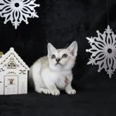 シンガプーラ【千葉県・女の子・2023年8月30日・セーブルティックドタビー】の写真1「11/21」