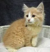 ノルウェージャンフォレストキャット【千葉県・男の子・2020年1月23日・クリームマッカレルタビー&ホワイト】の写真1「4/3 撮影」