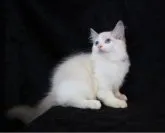 ラグドール【千葉県・男の子・2023年5月16日・ブルーポイントバイカラー】の写真2