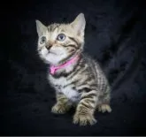 ベンガル【千葉県・女の子・2023年9月27日・ブラウンスポッテッドタビー(ロゼット)】の写真2