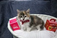 ノルウェージャンフォレストキャット【千葉県・女の子・2019年11月19日・ブラウンマッカレルパッチドタビー&ホワイト】の写真2「1/14 撮影」