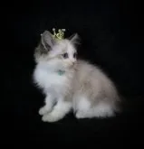 ラグドール【千葉県・男の子・2023年8月8日・シールポイントバイカラー】の写真2