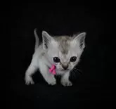 シンガプーラ【千葉県・女の子・2024年4月7日・セーブルティックドタビー】の写真2