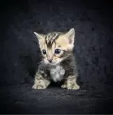 ベンガル【千葉県・男の子・2024年4月14日・ブラウンマーブルドタビー】の写真2