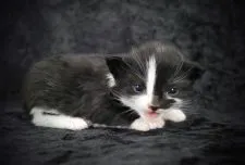 ノルウェージャンフォレストキャット【千葉県・男の子・2022年3月15日・ブラック&ホワイト】の写真2