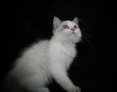 ラグドール【千葉県・男の子・2022年4月20日・シールポイントバイカラー】の写真2