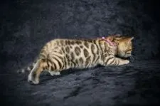 ベンガル【千葉県・女の子・2022年4月13日・ブラウンスポッテッドタビー(ロゼット)】の写真3