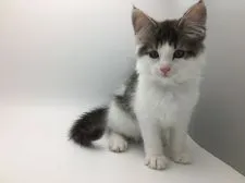 ノルウェージャンフォレストキャット【千葉県・男の子・2018年4月20日・ブラウンタビー&ホワイト】の写真3「7/15撮影」