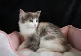 ノルウェージャンフォレストキャット【千葉県・女の子・2023年5月15日・ダイリュートキャリコ】の写真4