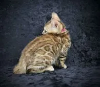 ベンガル【千葉県・女の子・2021年8月30日・ブラウンスポッテッドタビー(ロゼット)】の写真4