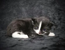 ノルウェージャンフォレストキャット【千葉県・男の子・2022年3月15日・ブラック&ホワイト】の写真4