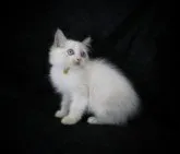 ラグドール【千葉県・男の子・2023年8月8日・ブルーポイントバイカラー】の写真4