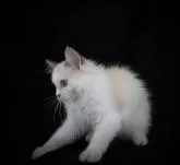 ラグドール【千葉県・男の子・2022年4月20日・シールポイントバイカラー】の写真4