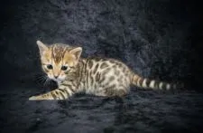 ベンガル【千葉県・女の子・2022年4月13日・ブラウンスポッテッドタビー(ロゼット)】の写真4