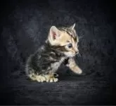 ベンガル【千葉県・男の子・2024年4月14日・ブラウンマーブルドタビー】の写真4