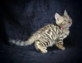 ベンガル【千葉県・女の子・2023年4月18日・ブラウンスポッテッドタビー(ロゼット)】の写真4