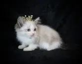 ラグドール【千葉県・男の子・2023年8月8日・シールポイントバイカラー】の写真4