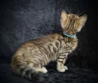 ベンガル【千葉県・男の子・2022年2月8日・ブラウンスポッテッドタビー(ロゼット)】の写真4