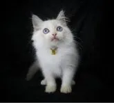 ラグドール【千葉県・男の子・2023年8月8日・ブルーポイントバイカラー】の写真5