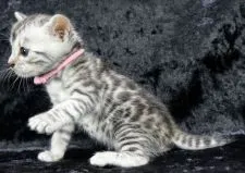 ベンガル【千葉県・女の子・2020年10月20日・ブラックシルバースポテッドタビー(ロゼット)】の写真5「11/15 撮影」