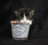 ノルウェージャンフォレストキャット【千葉県・男の子・2023年7月25日・ブラウンマッカレルタビー&ホワイト】の写真5