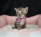 ベンガル【千葉県・女の子・2023年7月11日・ブラウンスポテッドタビー】の写真5