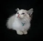 ラグドール【千葉県・男の子・2023年8月8日・シールポイントバイカラー】の写真5