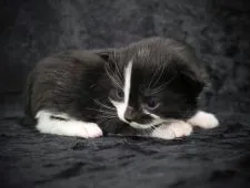 ノルウェージャンフォレストキャット【千葉県・男の子・2022年3月15日・ブラック&ホワイト】の写真5