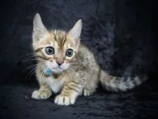 ベンガル【千葉県・男の子・2022年2月8日・ブラウンスポッテッドタビー(ロゼット)】の写真5