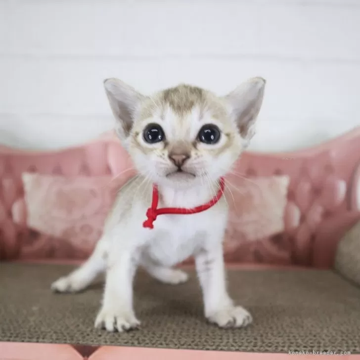 シンガプーラ【千葉県・女の子・2025年8月26日・セーブルティックドタビー】の写真1