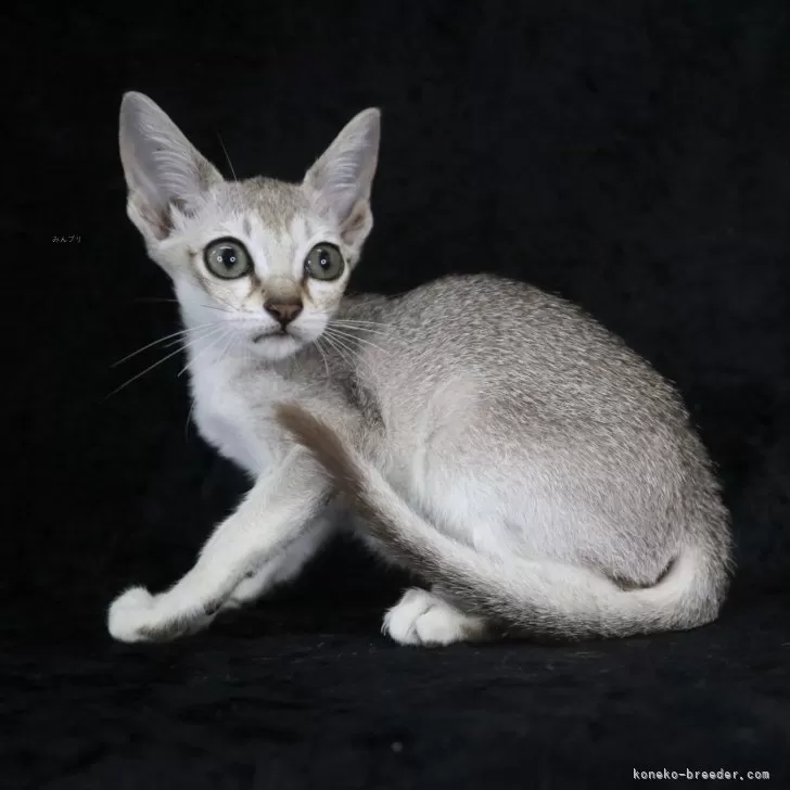 ID:2506-03098の子猫