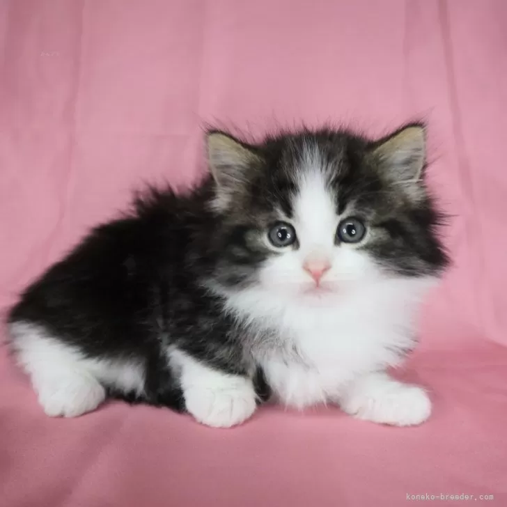 ID：2503-00564の子猫