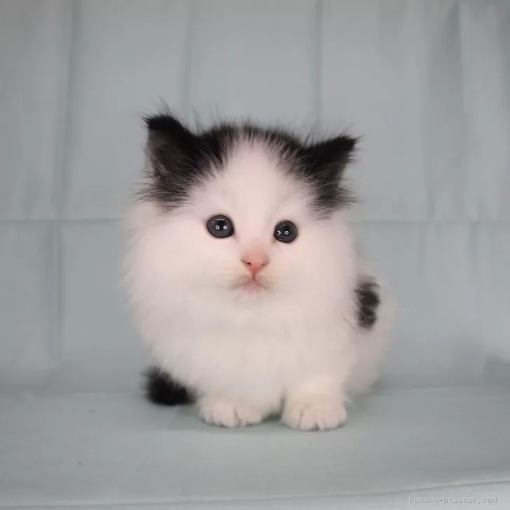 ID：2503-00565の子猫