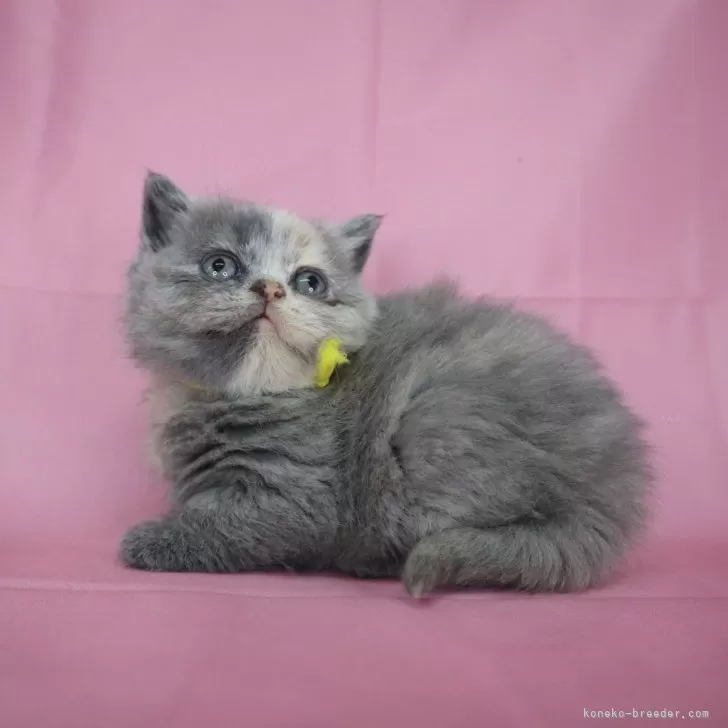 ID:2501-02367の子猫