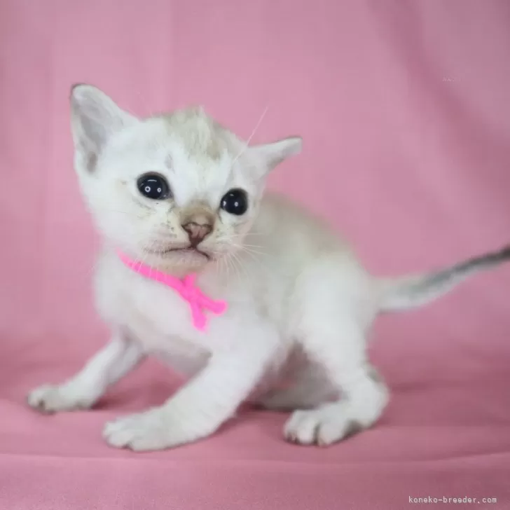 ID:2503-03013の子猫