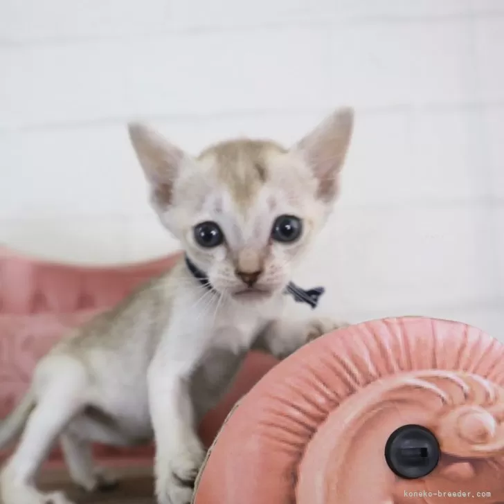 シンガプーラ【千葉県・男の子・2025年8月22日・セーブルティックドタビー】の写真1