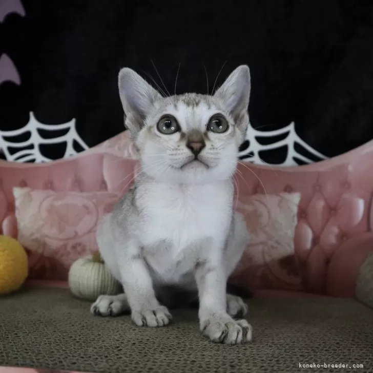 シンガプーラ【千葉県・女の子・2025年8月26日・セーブルティックドタビー】の写真1