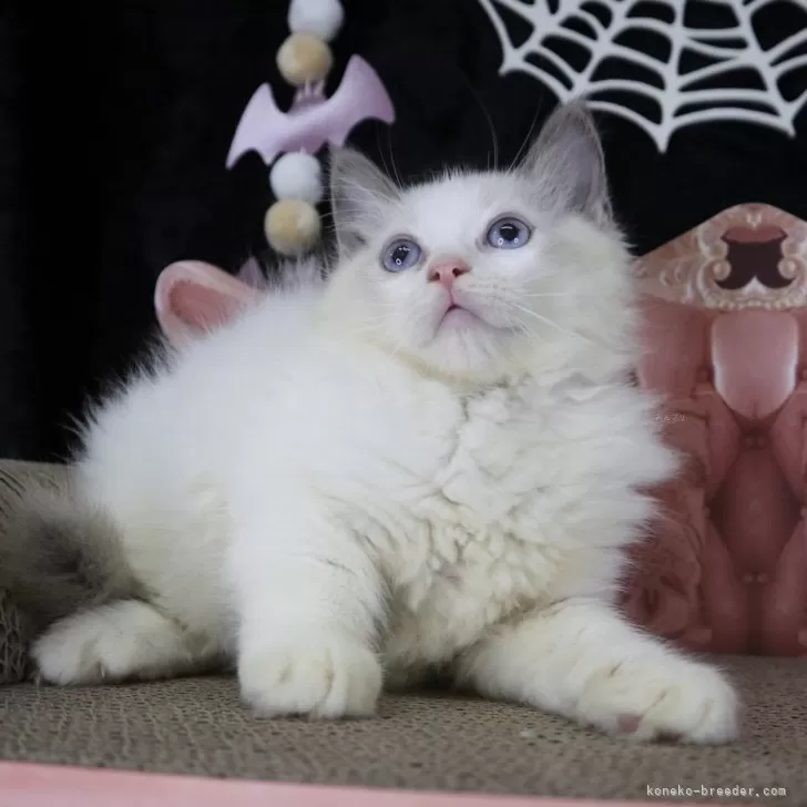 ラグドール【千葉県・女の子・2025年8月29日・ブルーポイントバイカラー】の写真1