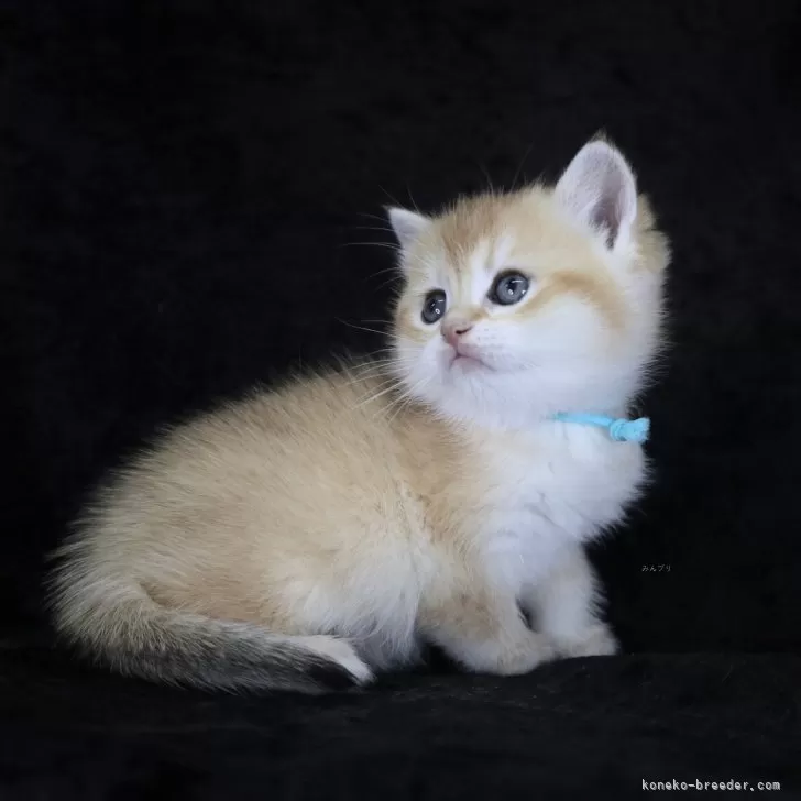 ブリティッシュショートヘア【千葉県・男の子・2025年10月29日・ゴールデンシェーデット】の写真1