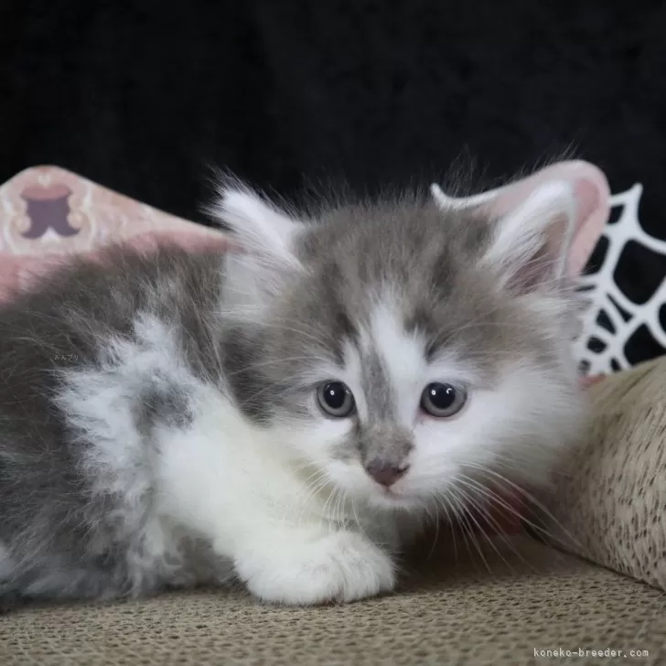 M.S 様のお迎えした子猫