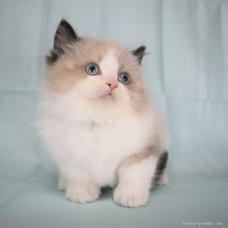 S.N 様のお迎えした子猫