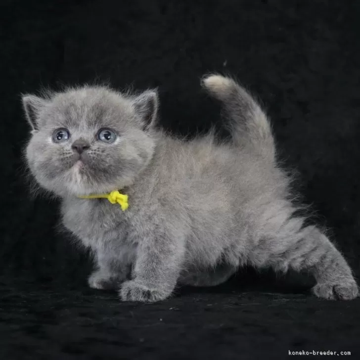 ID：2508-00327の子猫