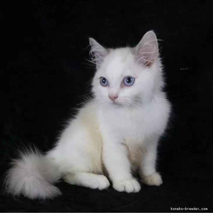 ID：2508-03147の子猫