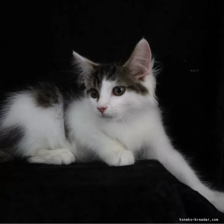 ID：2508-01408の子猫