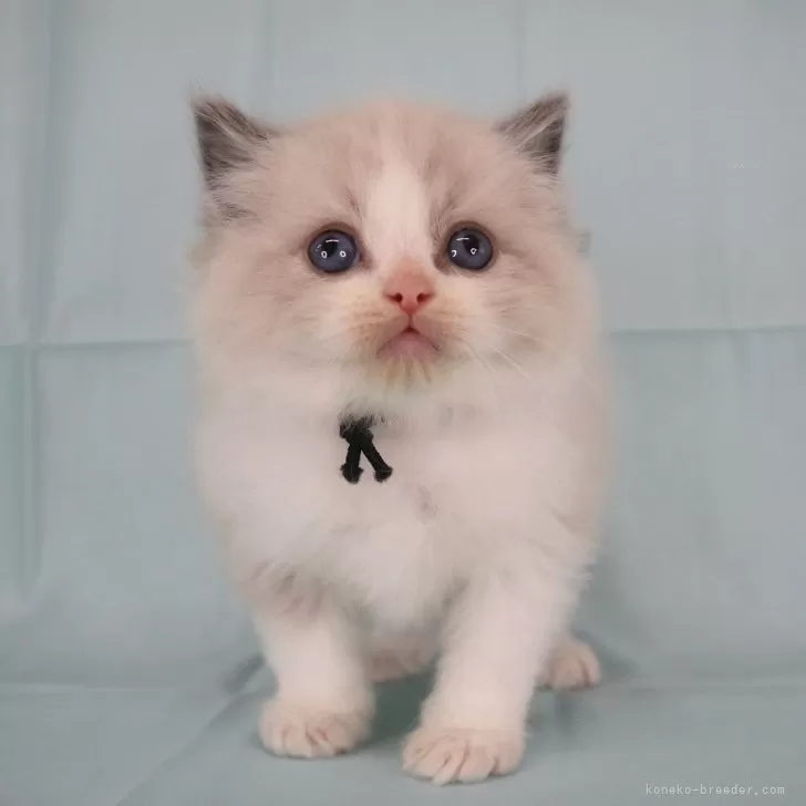 ID:2502-02478の子猫