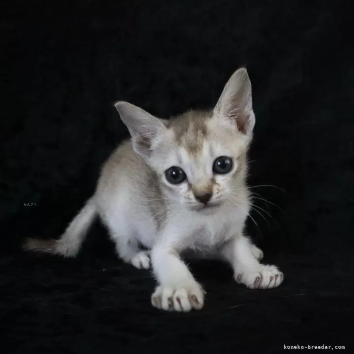 ID：2505-00614の子猫