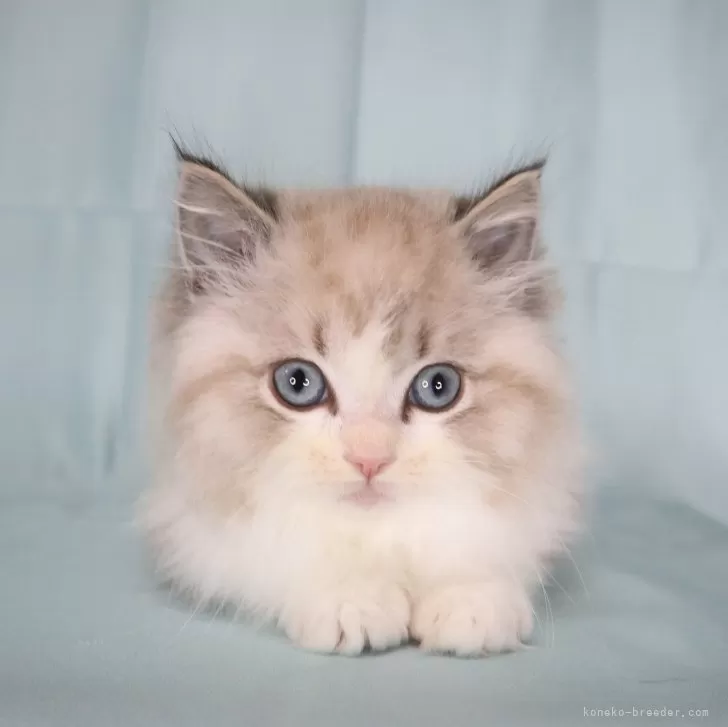 ID:2502-02483の子猫