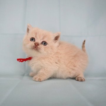 ブリティッシュショートヘア【千葉県・男の子・2024年12月15日・クリーム（ふわふわ）】の写真「コロコロな男の子👦」